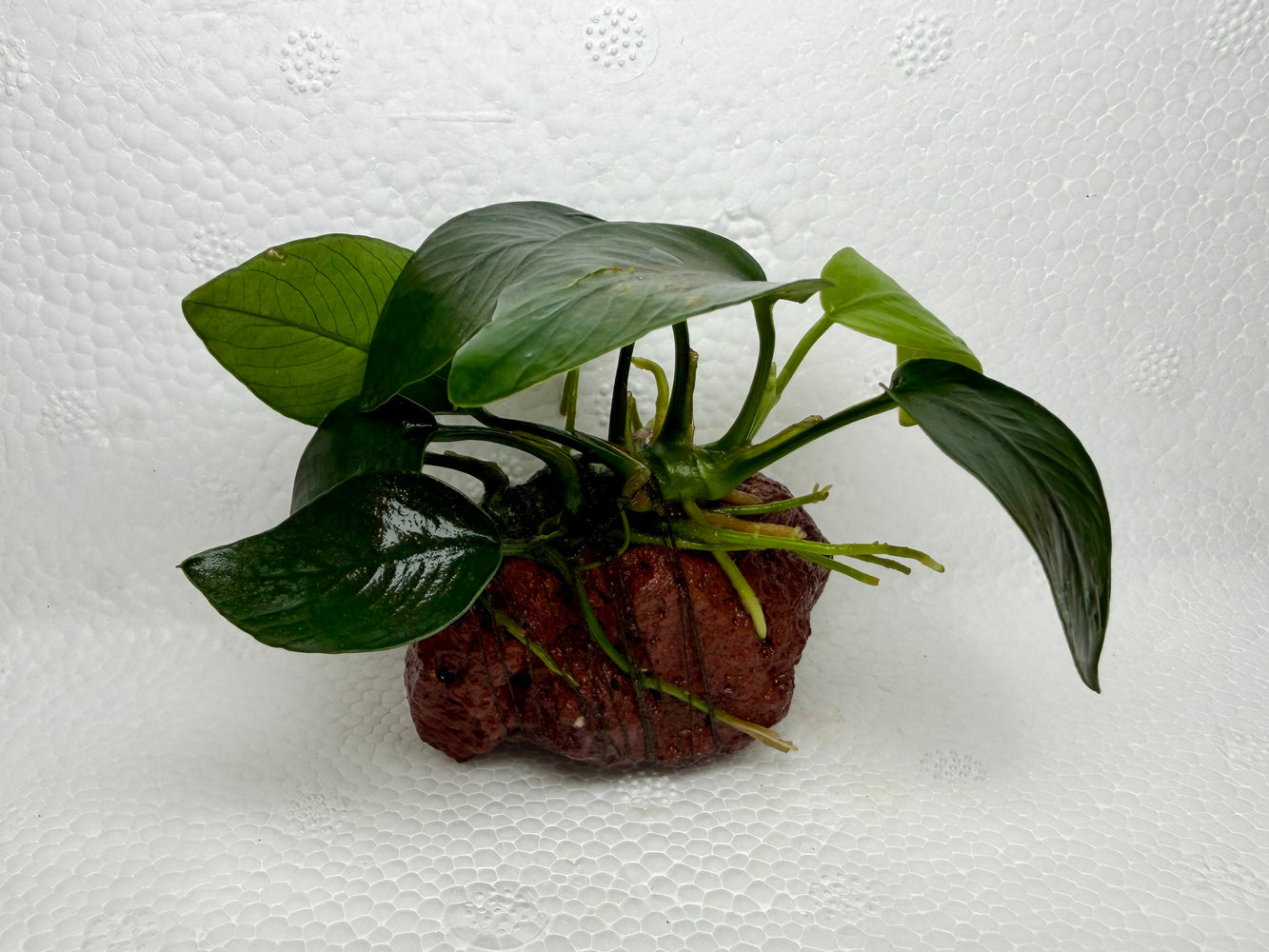 * Plants* Anubias on small rock #ABRS