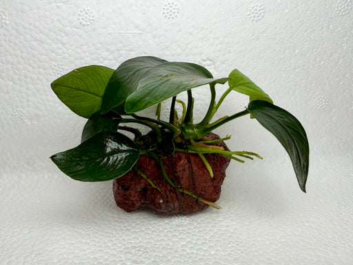 * Plants* Anubias on small rock #ABRS