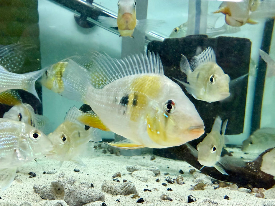 * Cichlids * Acarichthys Heckelii (Heckelii eartheater) 10-11cm