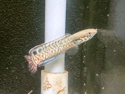 * Channa * Channa Bleheri (Rainbow Snakehead) 7-9cm