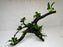 * Plants* Anubias Nana Bonsai #66