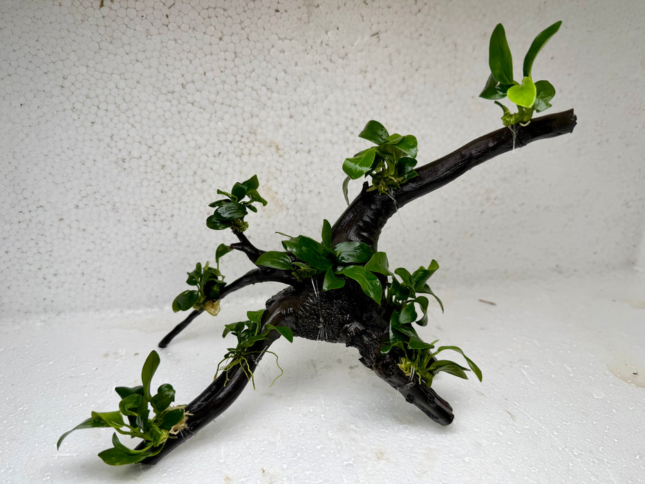 * Plants* Anubias Nana Bonsai #66