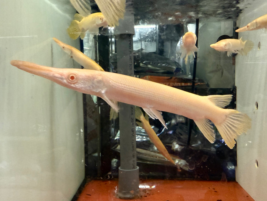 * Other Species * Atractosteus spatula “ALBINO” (Albino Alligator Gar) 16-18cm