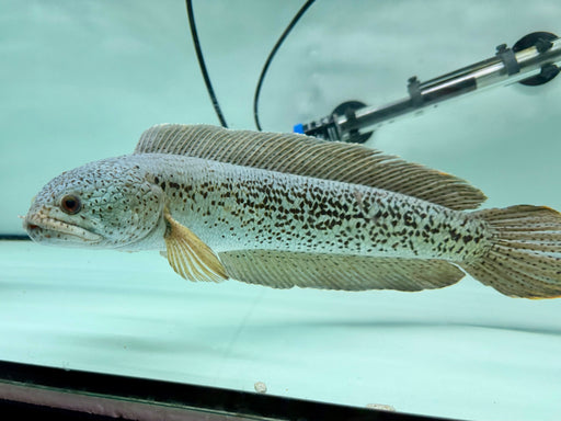 * Channa * Channa Barca #BAR03 (Actual fish)