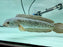 * Channa * Channa Barca #BAR03 (Actual fish)