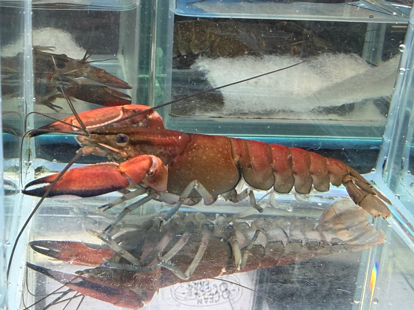 * Shrimps *  Cherax sp. Red Brick (Red Brick Crayfish)