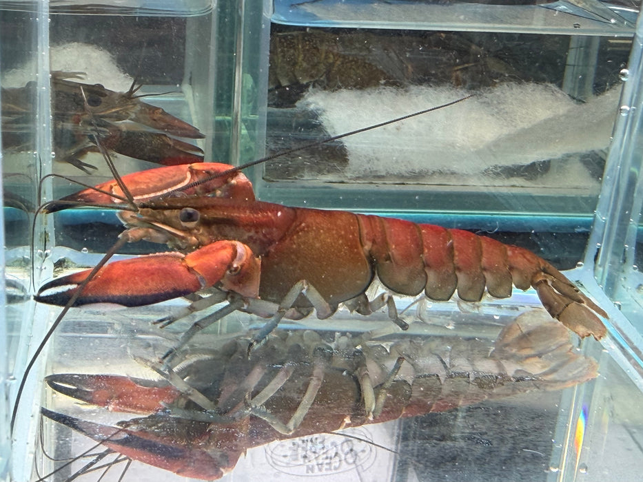 * Shrimps *  Cherax sp. Red Brick (Red Brick Crayfish)
