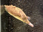 * Other Species * Tetraodon miurus "Red congo puffer" 10-12cm