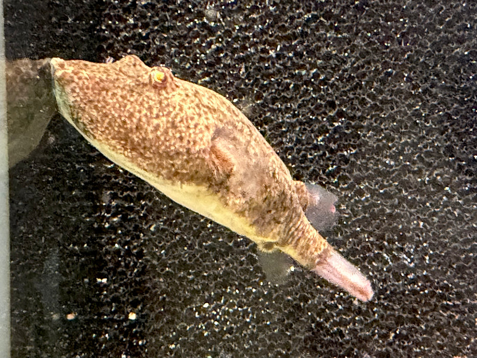 * Other Species * Tetraodon miurus "Red congo puffer" 10-12cm