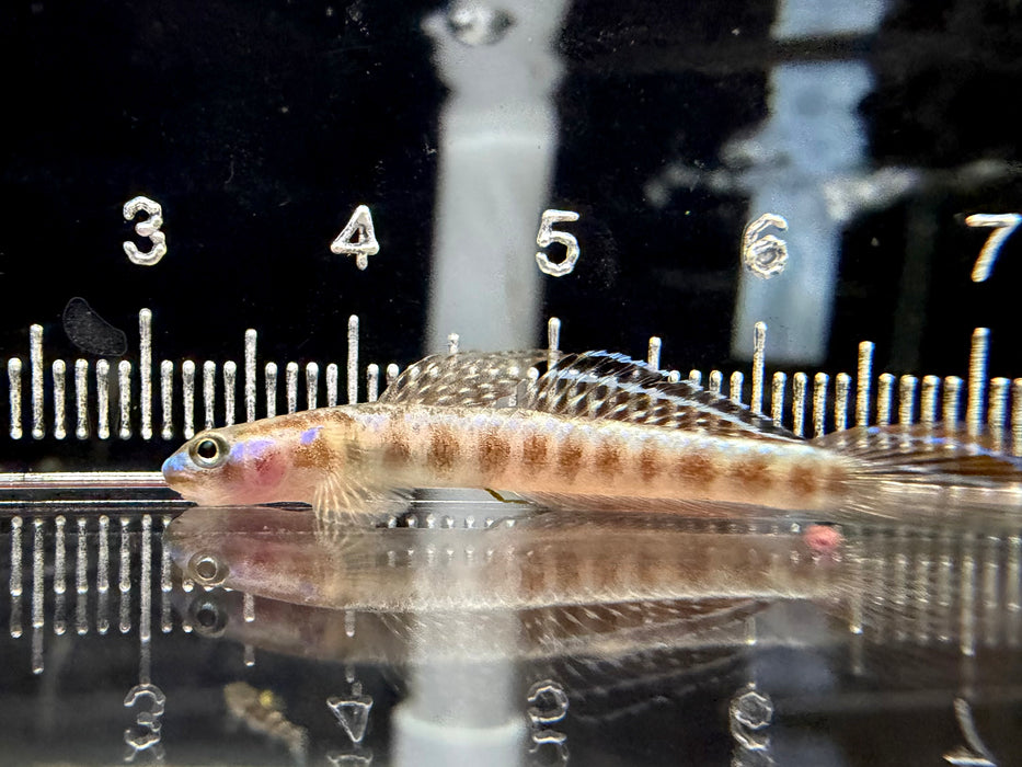 * Other Species * Stiphodon Rutilaureus (Orange Cling Goby)
