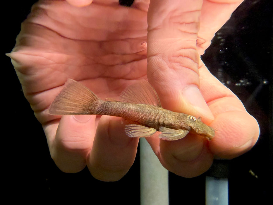 * Pleco *  Ancistrus sp. Green Dragon