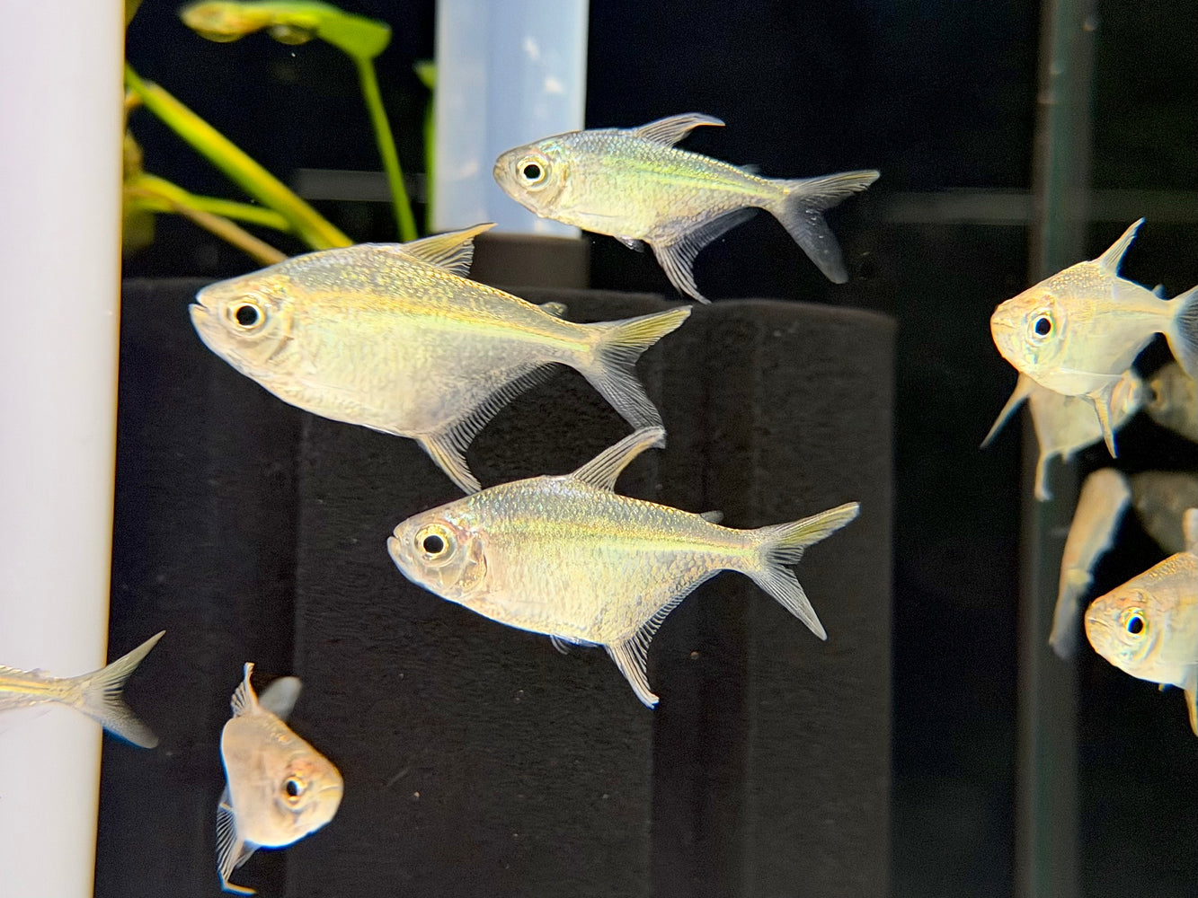 * Tetra/Barb  * Orthospinus Franciscensis RARE “WILD”