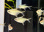 * Tetra/Barb  * Orthospinus Franciscensis RARE “WILD”