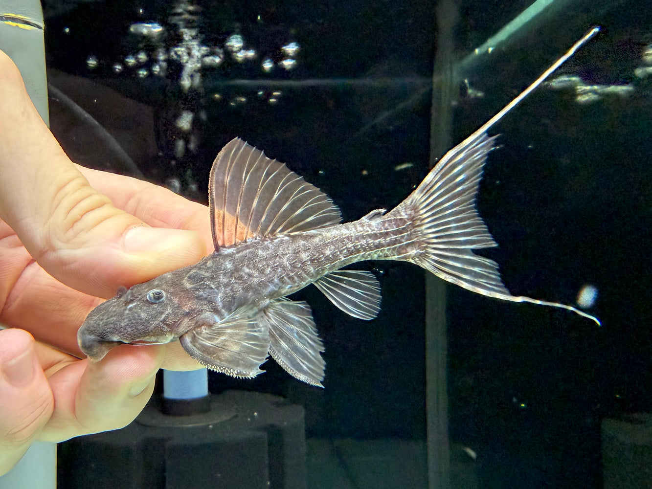 * Pleco *  Pseudacanthicus hystrix (L275 Tailstriped Cactus Pleco) 11cm #27506 (Actual piece)