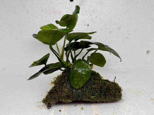 * Plants * Anubias + Moss on driftwood #AMD04