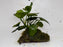 * Plants * Anubias + Moss on driftwood #AMD04