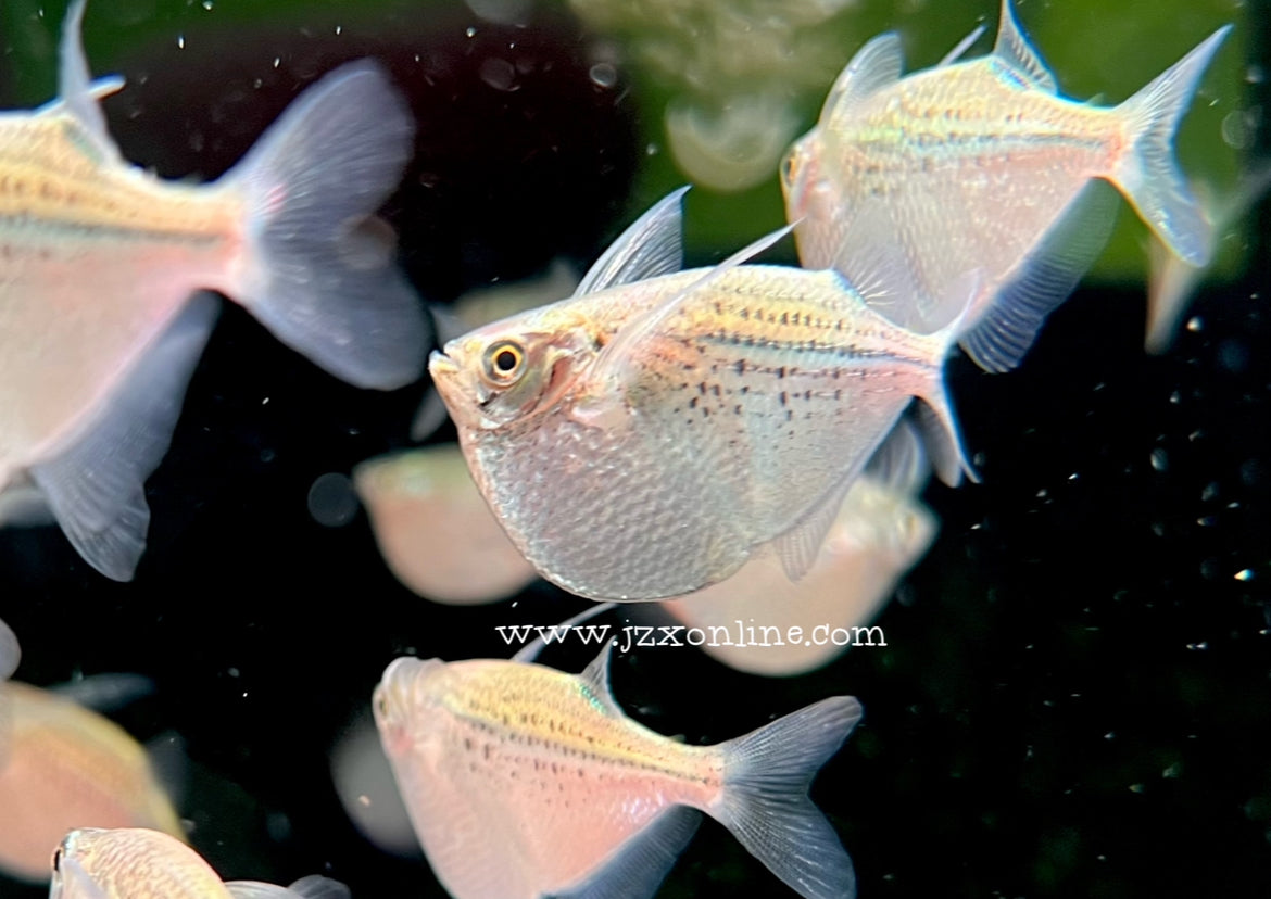 * Tetra * Gasteropelecus maculatus “Giant hatchet fish”