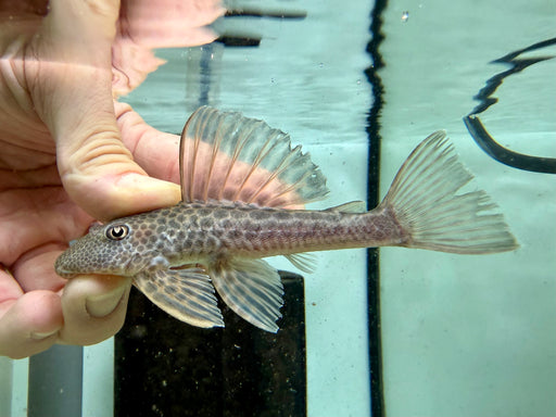 * Pleco * Hypostomus Isbrueckeri 12-14cm