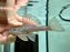 * Pleco * Hypostomus Isbrueckeri 12-14cm