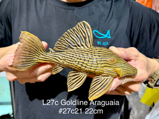 * Pleco *  Panaque armbrusteri (L27C Araguaia GOLDLINE) 22cm #27c21 (Actual piece)