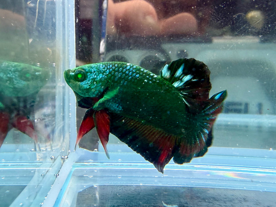 * Betta * HMPK (Actual Fish) #34