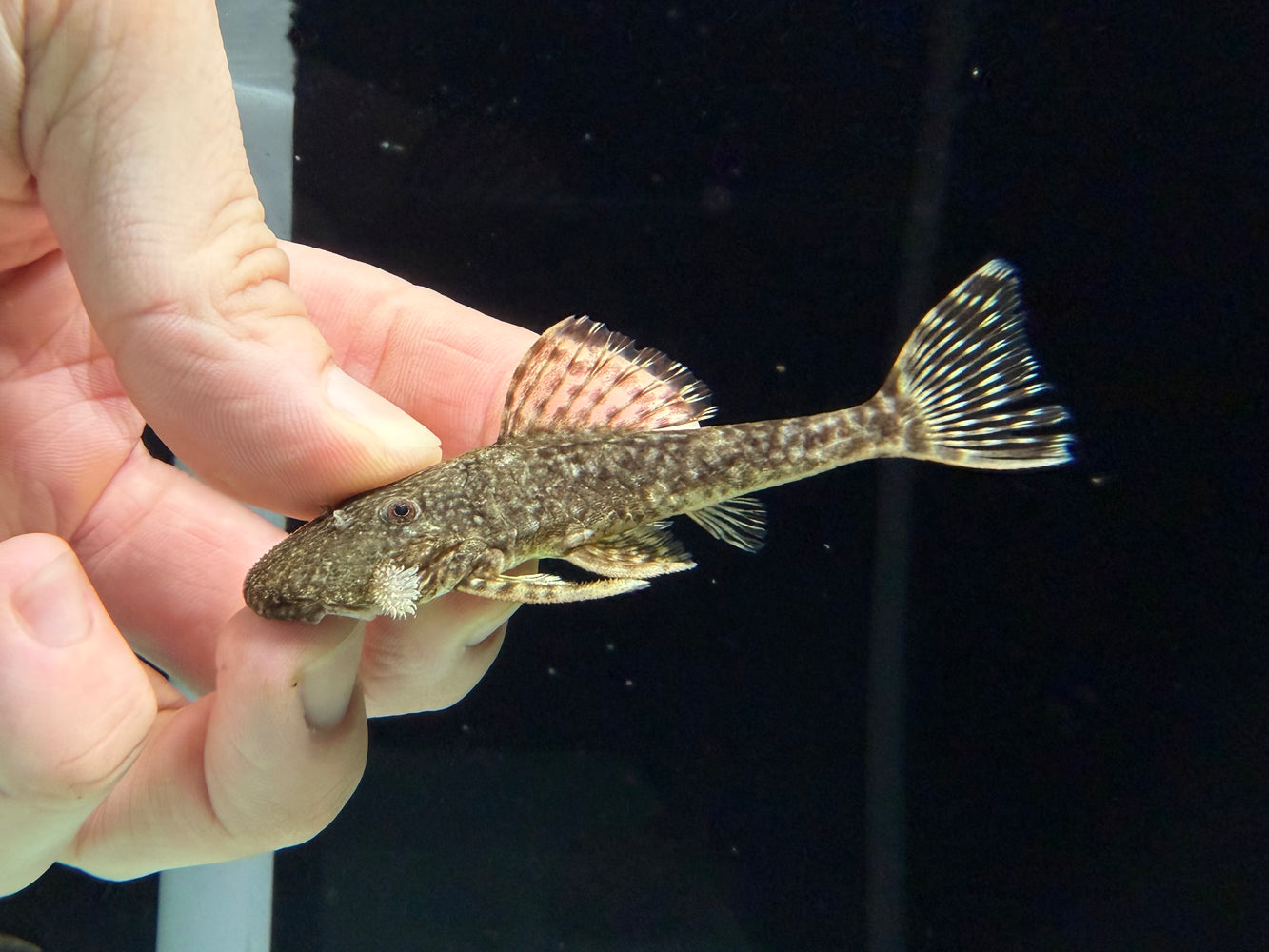 * Pleco *  Araichthys Ioro **RARE** 7-10cm