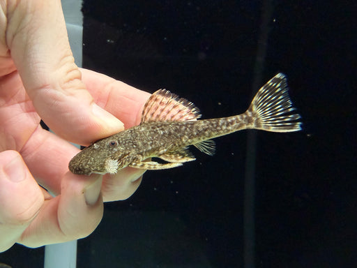 * Pleco *  Araichthys Ioro **RARE** 7-10cm
