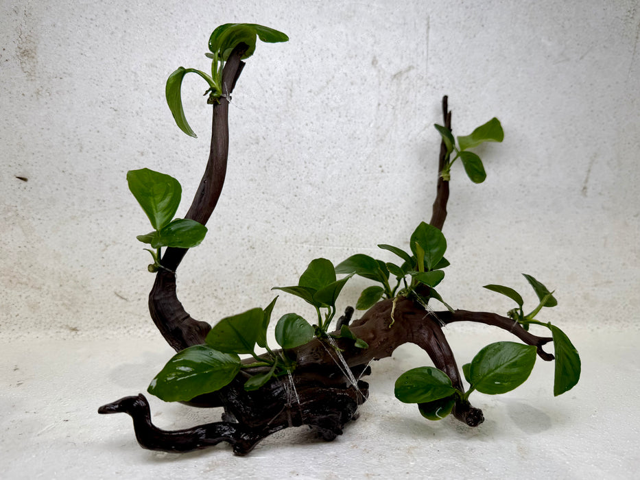 * Plants* Anubias Nana Bonsai #32