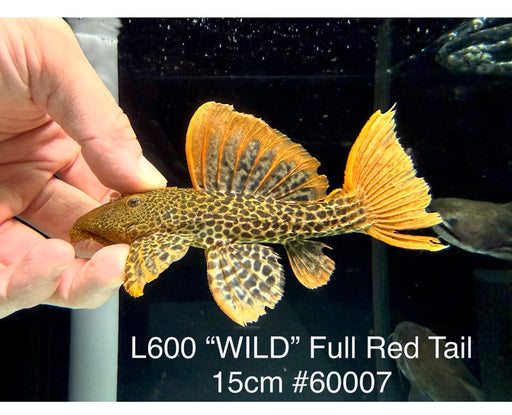 * Pleco * Pseudacanthicus leopardus (L600) “Wild” Full Red Tail! High orange dorsal coverage! 15cm #60007 (Actual Piece)