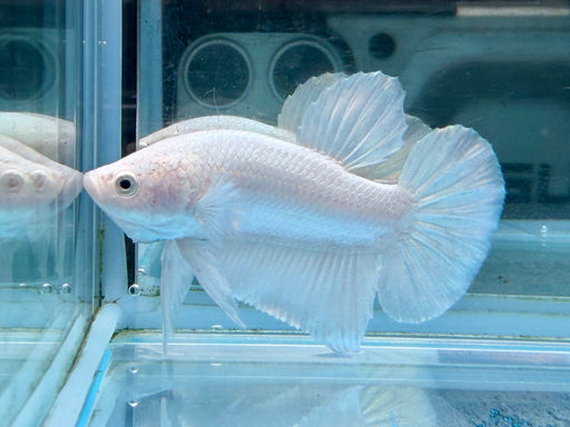 * Betta * HMPK (Actual Fish) #26