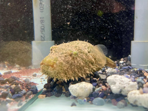 * Other Species * Pao Baileyi (Hairy Puffer) 8-10cm