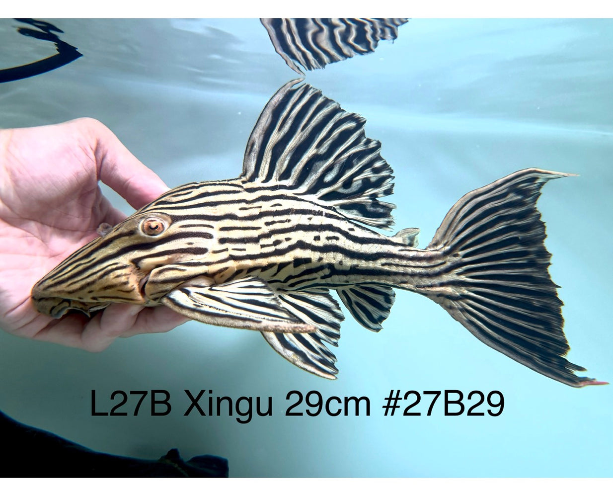 * Pleco * Panaque armbrusteri (L27B Xingu) 29cm #27b29 (Actual piece)