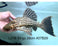 * Pleco * Panaque armbrusteri (L27B Xingu) 29cm #27b29 (Actual piece)