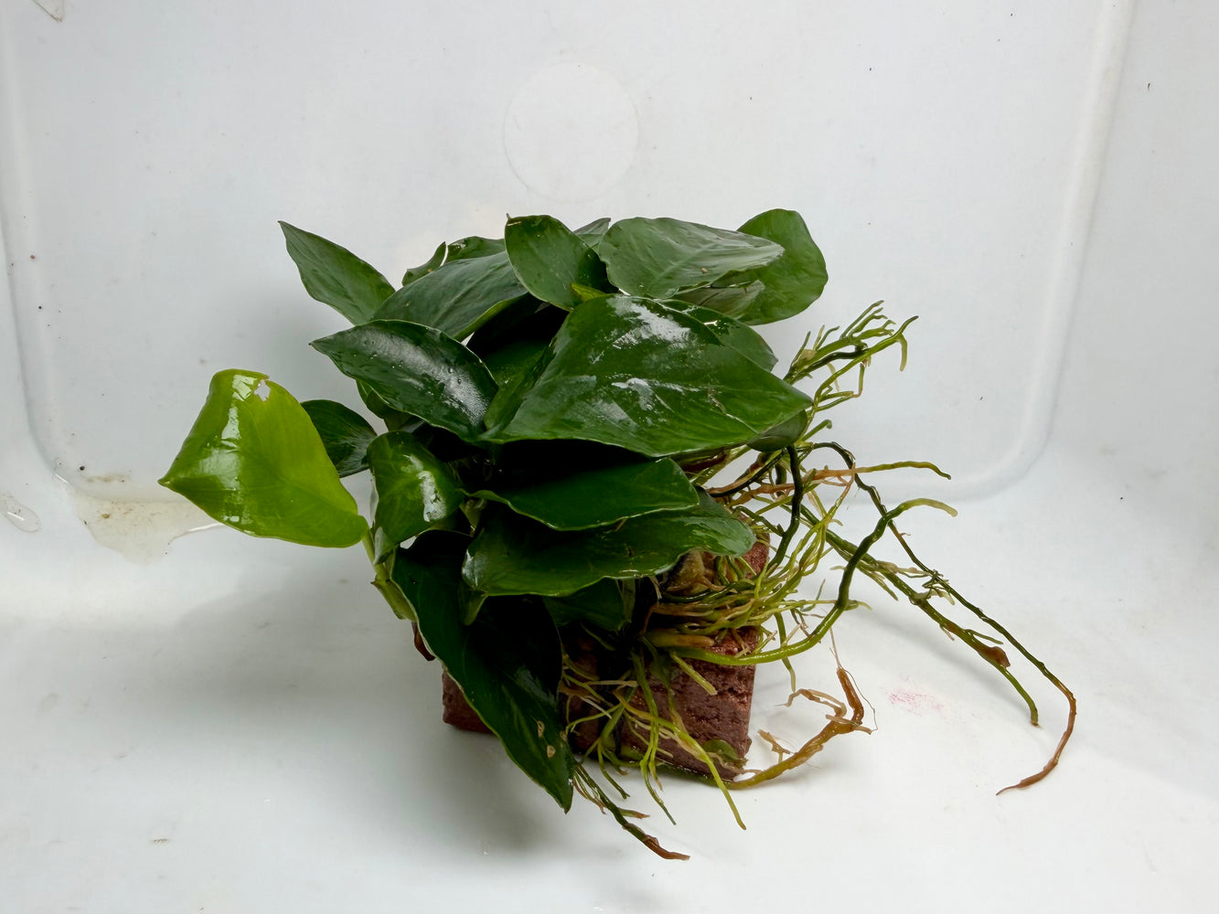 * Plants* Anubias Nana on Rock #07