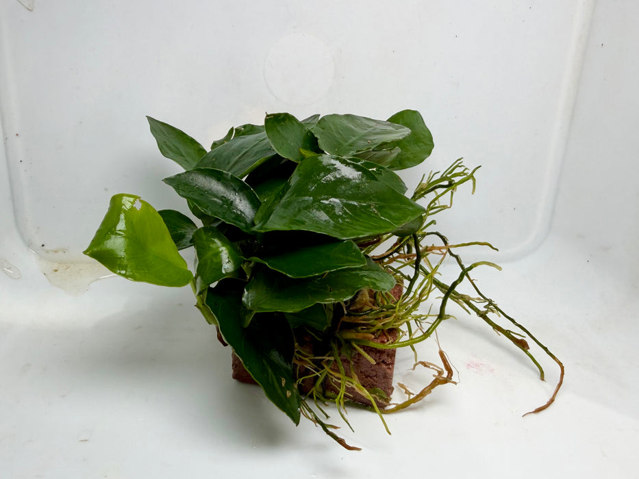 * Plants* Anubias Nana on Rock #07