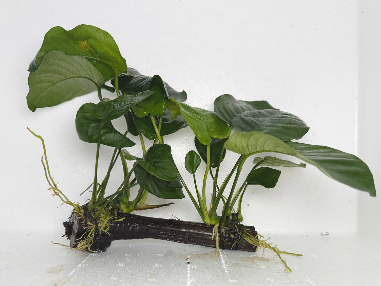 * Plants* Anubias Nana on Spiderwood #87