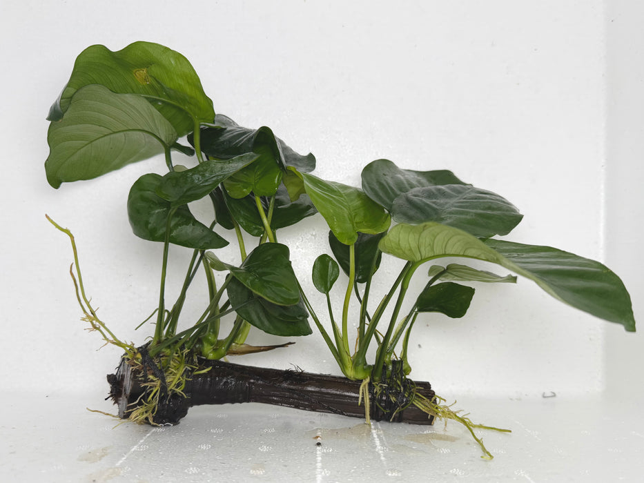 * Plants* Anubias Nana on Spiderwood #87
