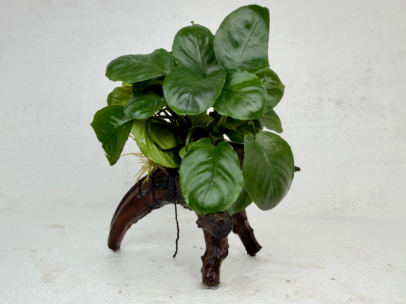 * Plants * Anubias Nana on Spiderwood #137
