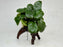* Plants * Anubias Nana on Spiderwood #137