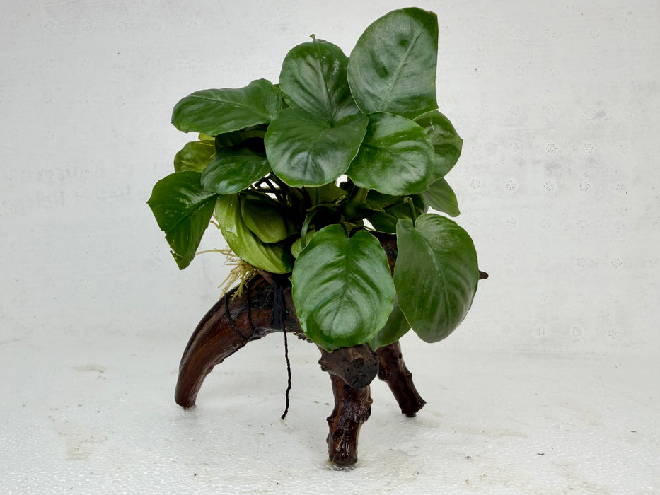 * Plants * Anubias Nana on Spiderwood #137