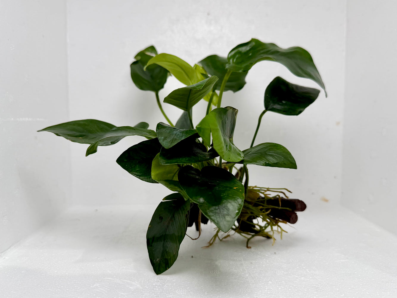 * Plants* Anubias On Spider Wood #17