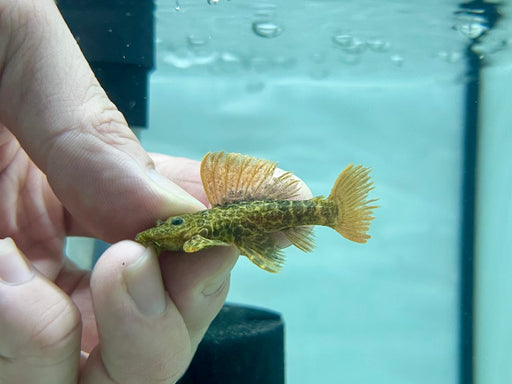 * Pleco *  Pseudacanthicus sp. L600 4-5cm
