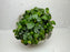 * Plants * Anubias sp. Round Nana Pot #ARNP