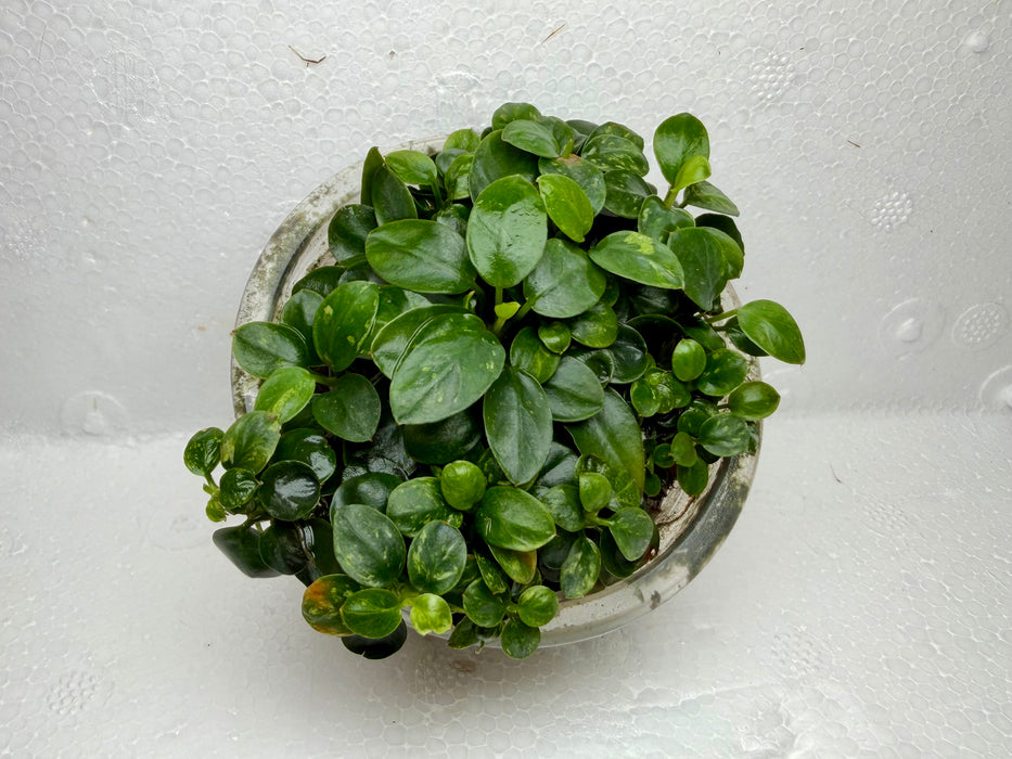 * Plants * Anubias sp. Round Nana Pot #ARNP