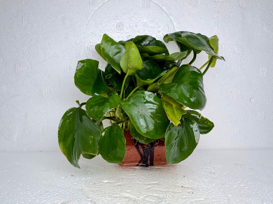 * Plants * Anubias Coin on Rock #24