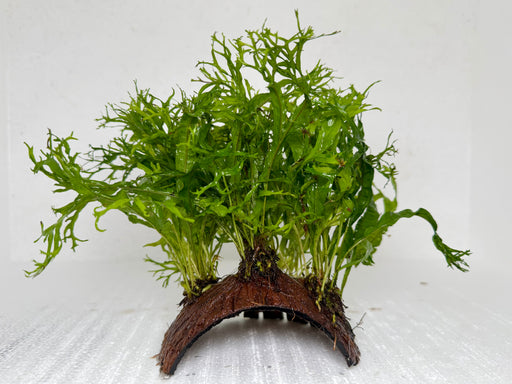 * Plants* Java Fern on Husk (Round) #JFHR