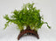 * Plants* Java Fern on Husk (Round) #JFHR
