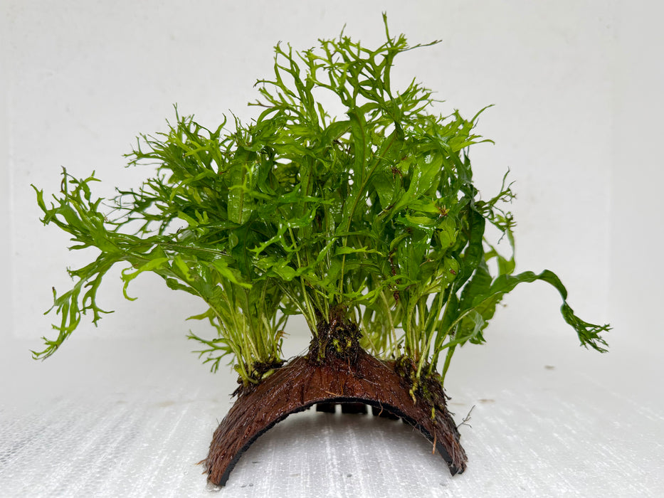 * Plants* Java Fern on Husk (Round) #JFHR