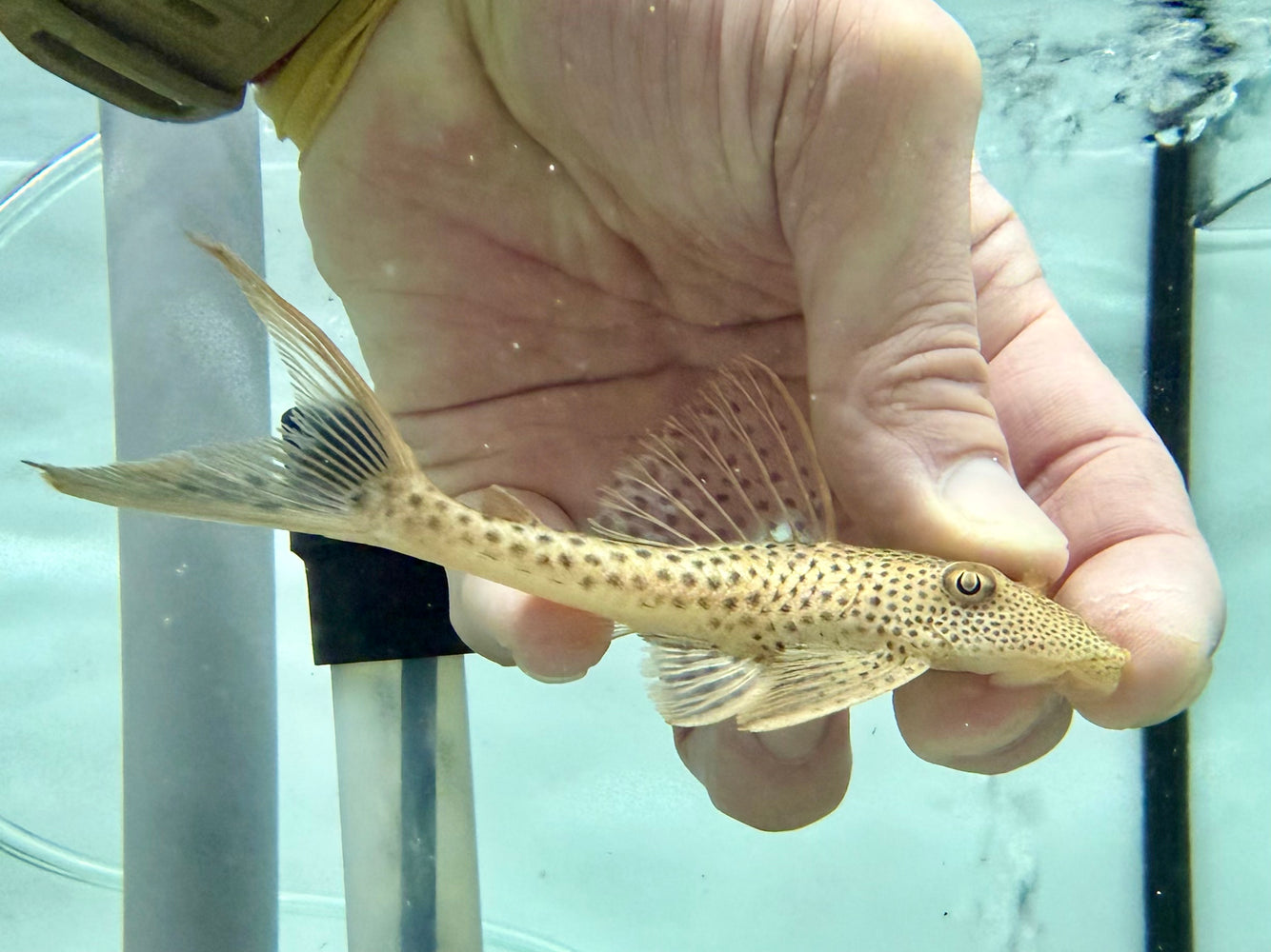 * Pleco * L11 10-12cm