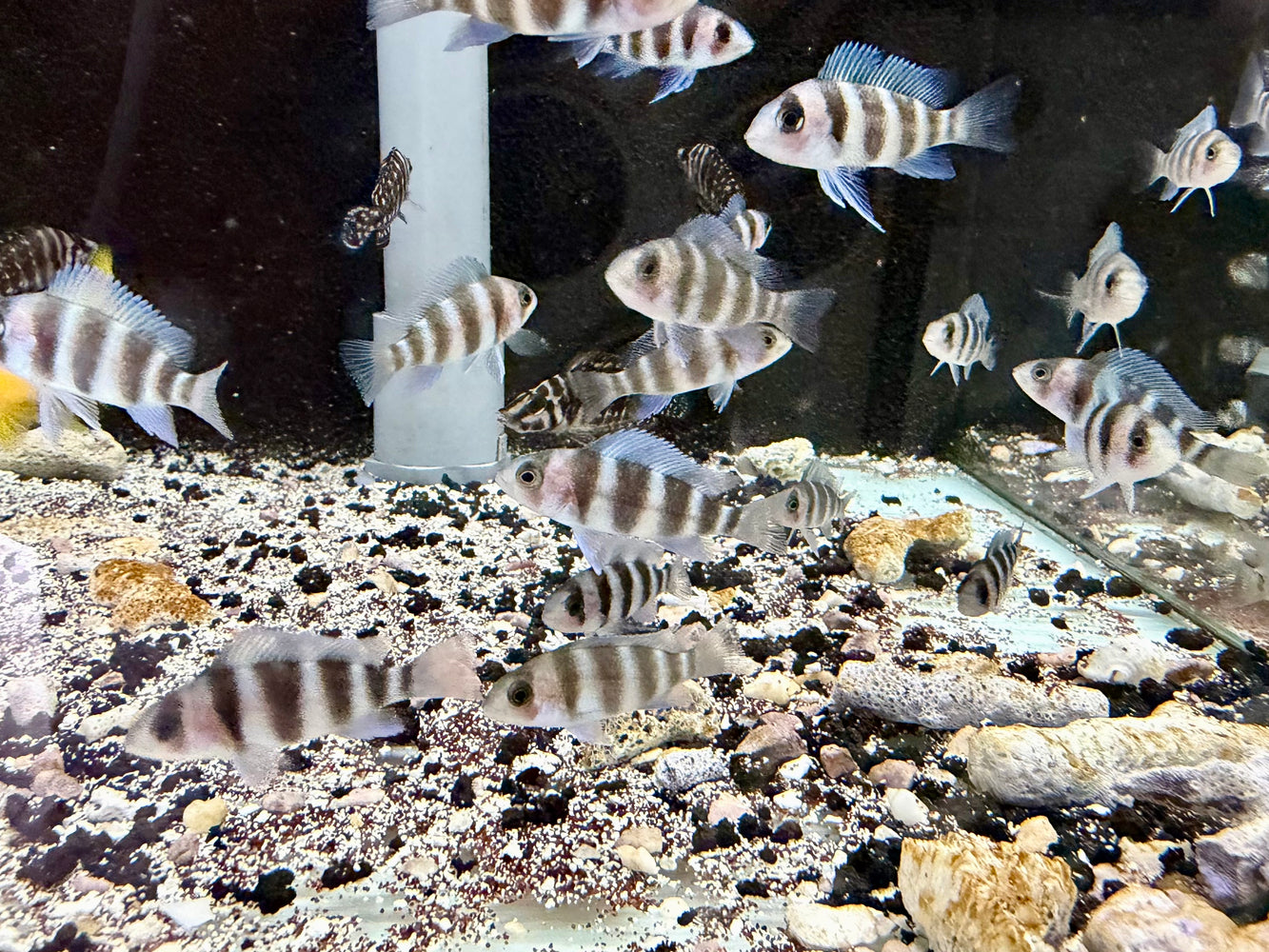 * Cichlids * Cyphotilapia Frontosa Burundi (3-5cm) Captive Bred